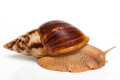 Lissachatina albopicta typ 2a adult, 12cm